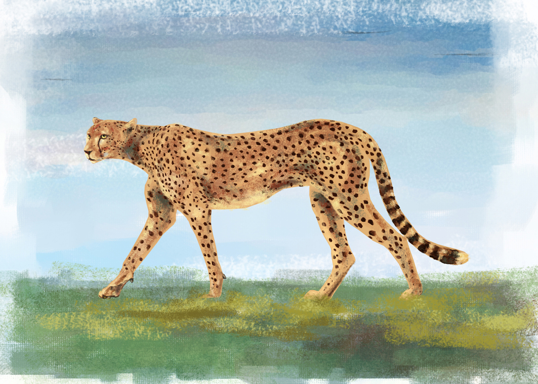Illustration Suphi Yurek